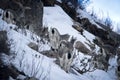 Young Bharal Pseudois nayaur also known as Himalayan Blue Sheep