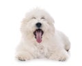 Bichon Frise in studio Royalty Free Stock Photo
