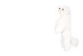 Young Bichon Frise standing straight up isolated on white background Royalty Free Stock Photo