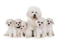 Bichon Frises in studio