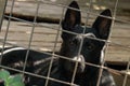 A young big black crossbreed or purebred dog lies behind a fence in cage