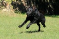 Young big black dog German Shepherd passionate gallop outside across garden park, meadow to his master with love