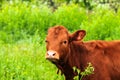 Young big brown dairy cow, livestock, heifer grazes on a farm among green grass in pasture, milk