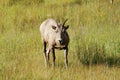 Young big horn ram Royalty Free Stock Photo