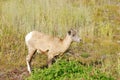 Young big horn ram Royalty Free Stock Photo
