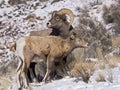 Young Big Horn ram with young ewe Royalty Free Stock Photo