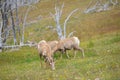 Young big horn sheep Royalty Free Stock Photo