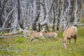 Young big horn sheep Royalty Free Stock Photo