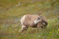 Young big horn sheep Royalty Free Stock Photo