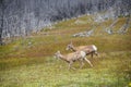 Young Big horn sheep in Mount Washburn hiking trail, Yellowston Royalty Free Stock Photo