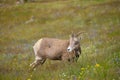 Young Big horn sheep in Mount Washburn hiking trail, Yellowston Royalty Free Stock Photo