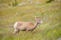 Young Big horn sheep in Mount Washburn hiking trail, Yellowston Royalty Free Stock Photo