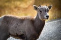 Young Big Horn Sheep Royalty Free Stock Photo