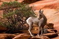 Young Big Horn Sheep On Red Rocks Royalty Free Stock Photo