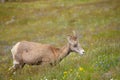 Young big horn sheep Royalty Free Stock Photo