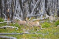 Young big horn sheep Royalty Free Stock Photo