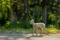 Young Big Horn Sheep Wanders On The Side of Paved Road