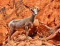 Young big-horned sheep standing on a rocky mountain.