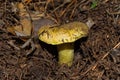 Young big mushroom Tricholoma equestre closeup.