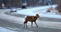 A young bighorn crossing a road Royalty Free Stock Photo