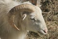 Young Bighorn Ram Royalty Free Stock Photo