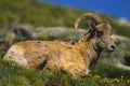 Young Bighorn Ram Bedded Royalty Free Stock Photo