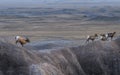 Young Bighorn Ram following females along a ridge