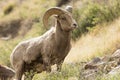 Young bighorn ram Royalty Free Stock Photo