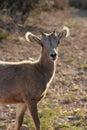 Young bighorn sheep