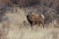 Young Bighorn Sheep