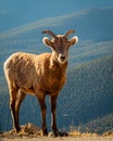 Young Bighorn Sheep in Colorado Mountains