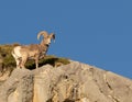 Bighorn Sheep on Rock with Blue Sky Royalty Free Stock Photo