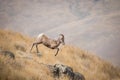 Young Bighorn Sheep Ram Jumping off of a Rock