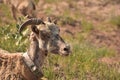 Young Bighorn Sheep Resting on a Summer Day Royalty Free Stock Photo