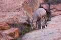 Young Bighorn Sheep in Zion