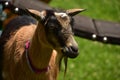 Young Billy Goat with a Beard on a Farm Royalty Free Stock Photo