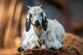 A young billy goat relaxes Royalty Free Stock Photo