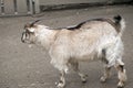 A young billy goat Royalty Free Stock Photo