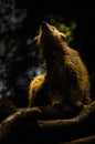 A young binturong under the sunlight