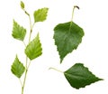 Young birch branch and leaves Royalty Free Stock Photo