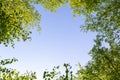 Young birch branches against the blue sky. The concept of ecology and environmental protection. Royalty Free Stock Photo