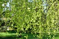 Young birch branches with catkins in spring Royalty Free Stock Photo