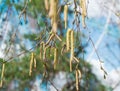 Young birch branches with earrings, buds and leaves on blue sky background, selective focus