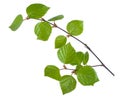 Young birch branches