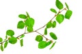 Young birch branches Royalty Free Stock Photo