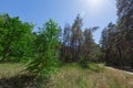 Birch on the edge of a coniferous forest sandy path Royalty Free Stock Photo