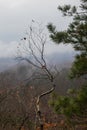 A young birch grows among the stones on a high mountain among the fog