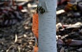 Young birch has a beautiful white trunk with peel bark translucent like parchment paper. in a dry background of ornamental grass