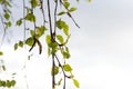 Young birch leaves Royalty Free Stock Photo