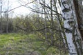 Young birch leaves are blooming, spring in Russia Royalty Free Stock Photo